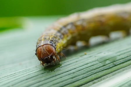 armyworm on leaf -SS-1