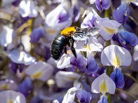 carpenter bee-1