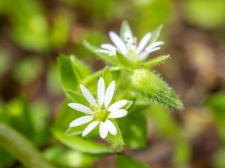 chickweed