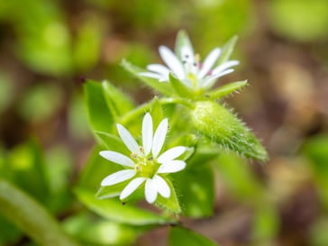 chickweed