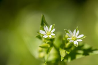 chickweed2