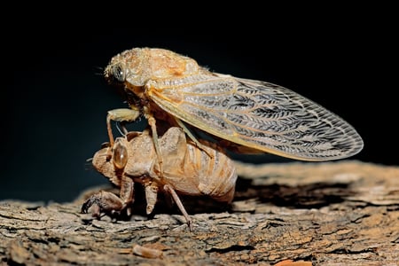 cicada