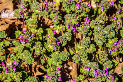 henbit - ss