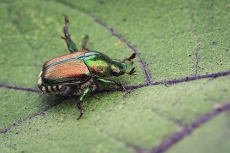 japanese beetle