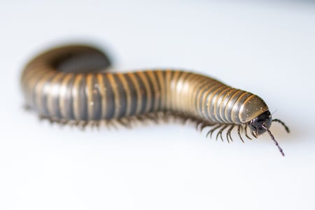 millipede