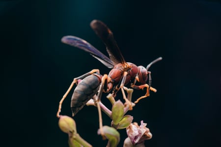 paper wasp