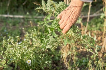 pulling weeds