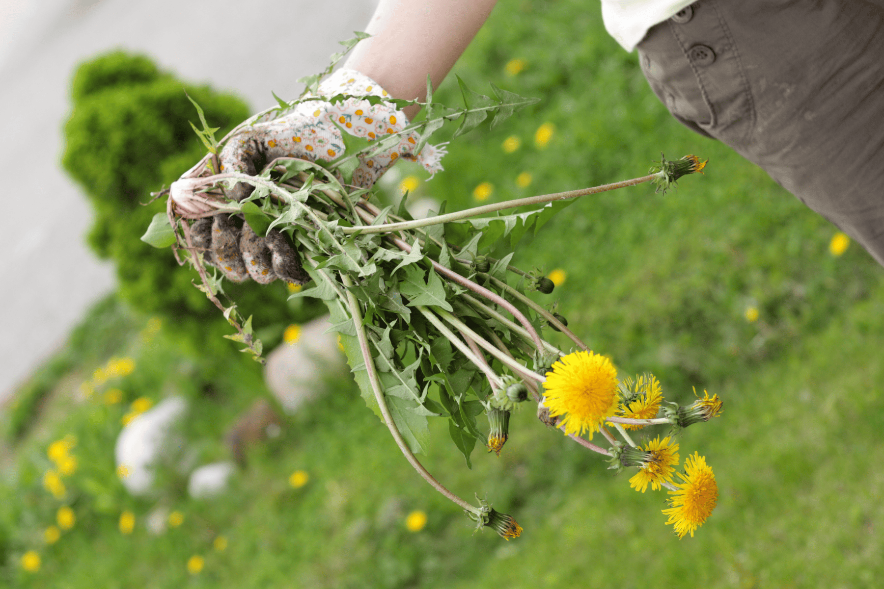 pulling weeds