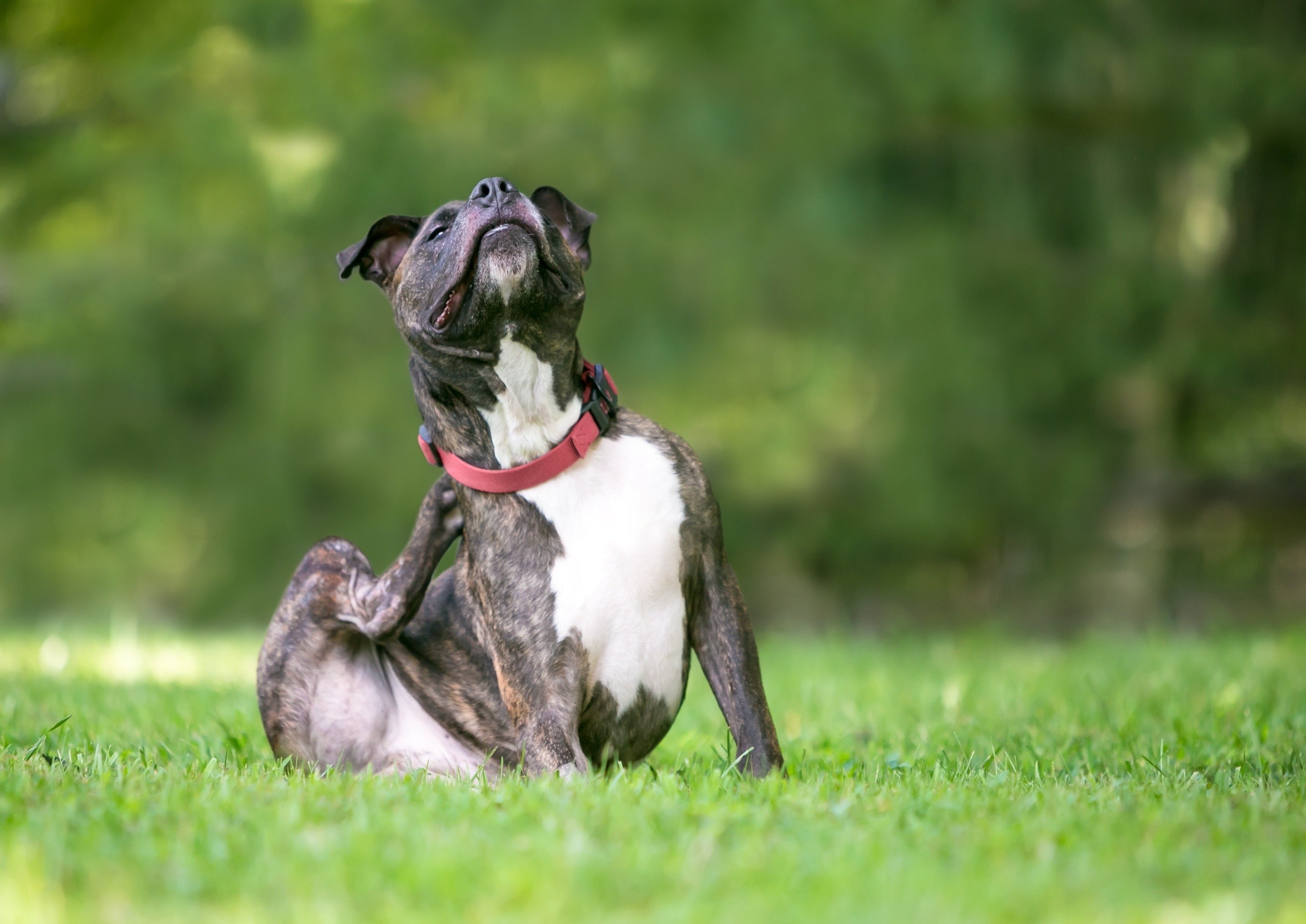 Best lawn treatment clearance for fleas and ticks