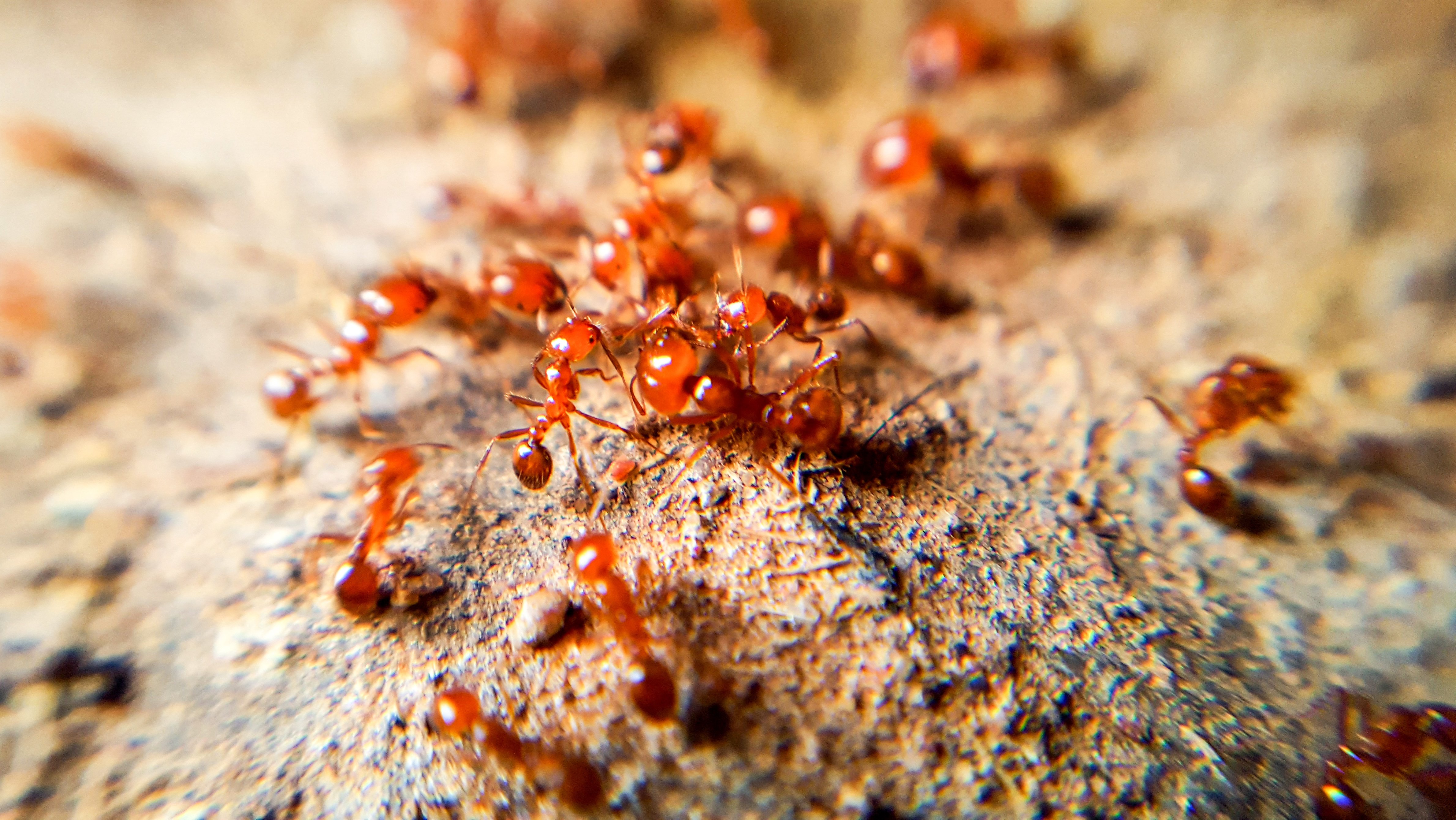 Orange ant