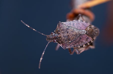 stinkbug