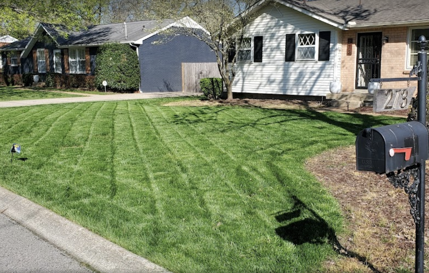 top turf lawn nice green