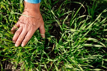 unrecognizable-man-touching-green-seedlings-in-fie-2023-11-27-04-52-15-utc