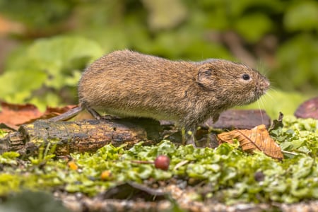 vole