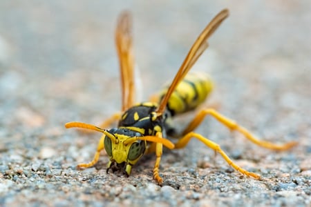 yellow jacket