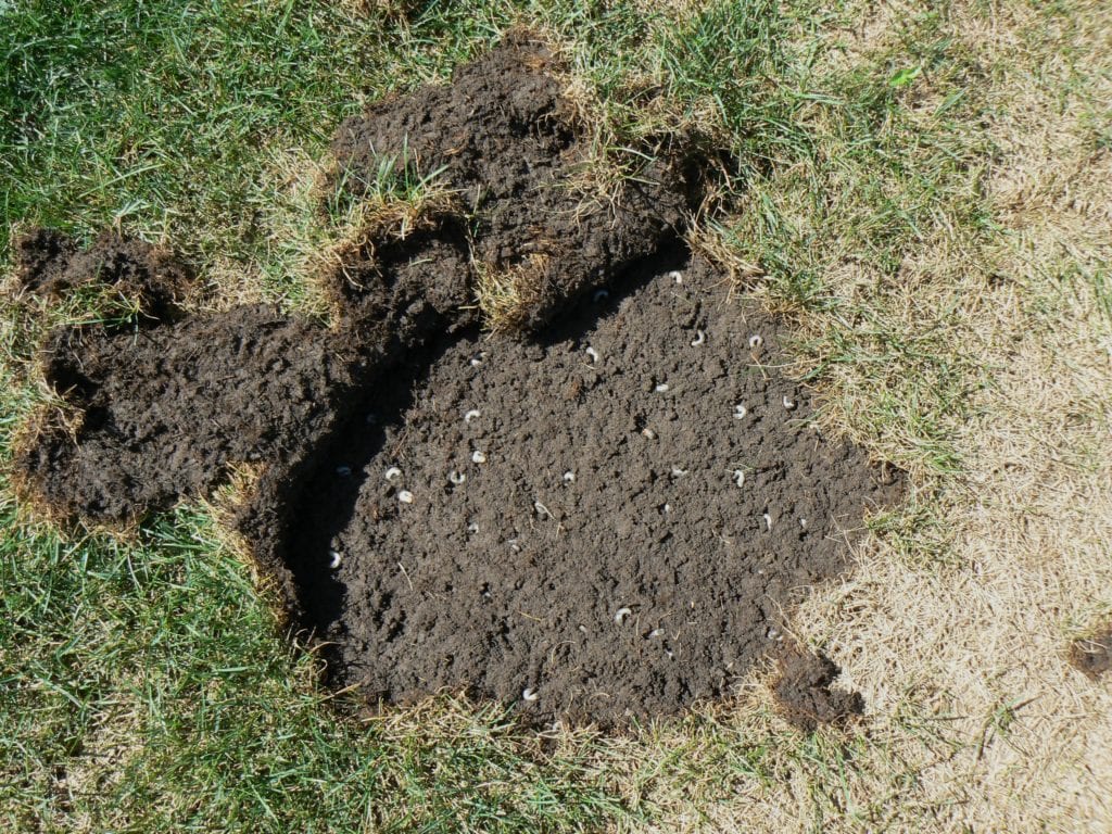 #1 Get Rid of Grubs Fast! | Top Turf Grub Control