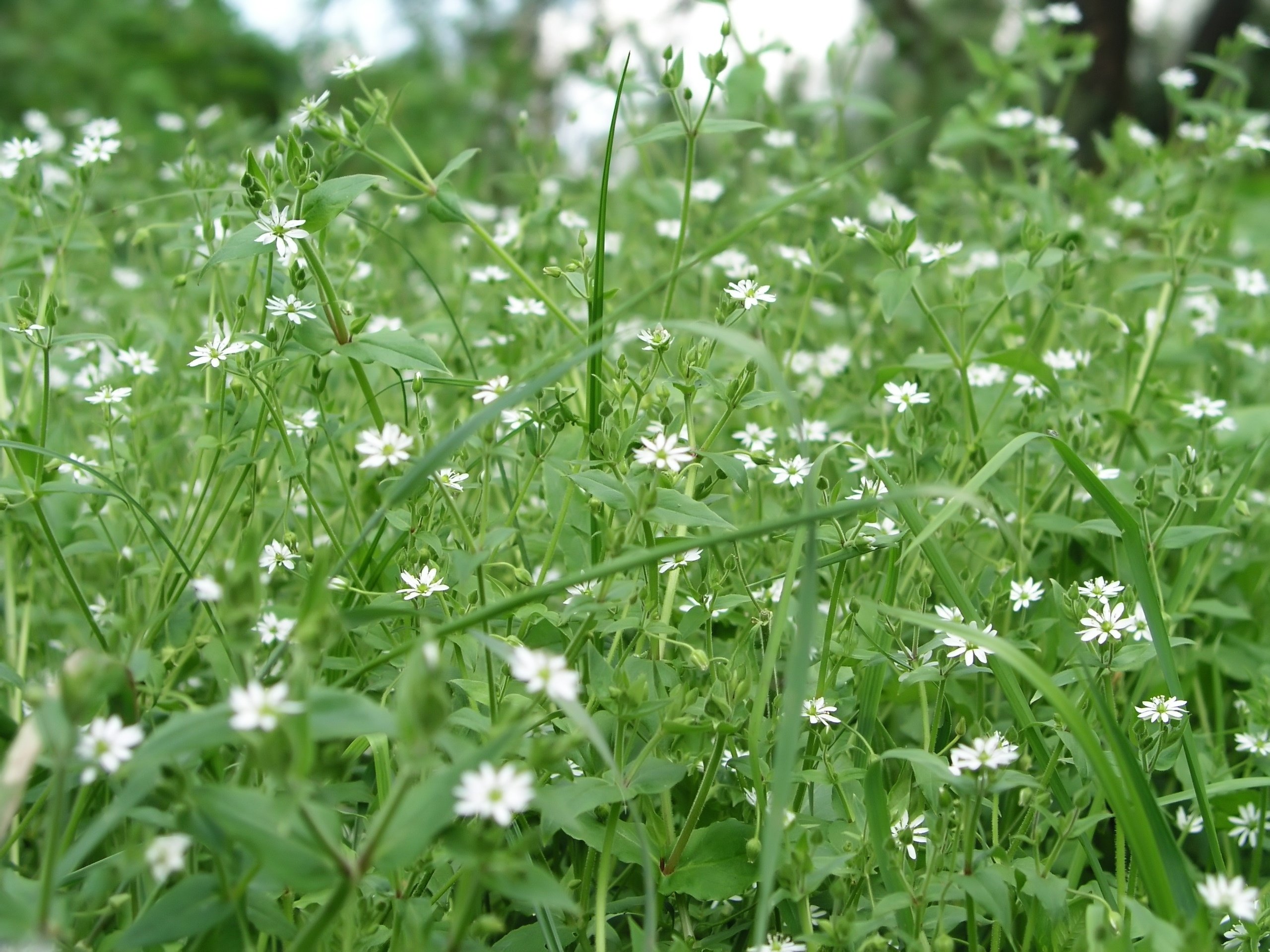 Chickweed: Winter's Sneaky Weed