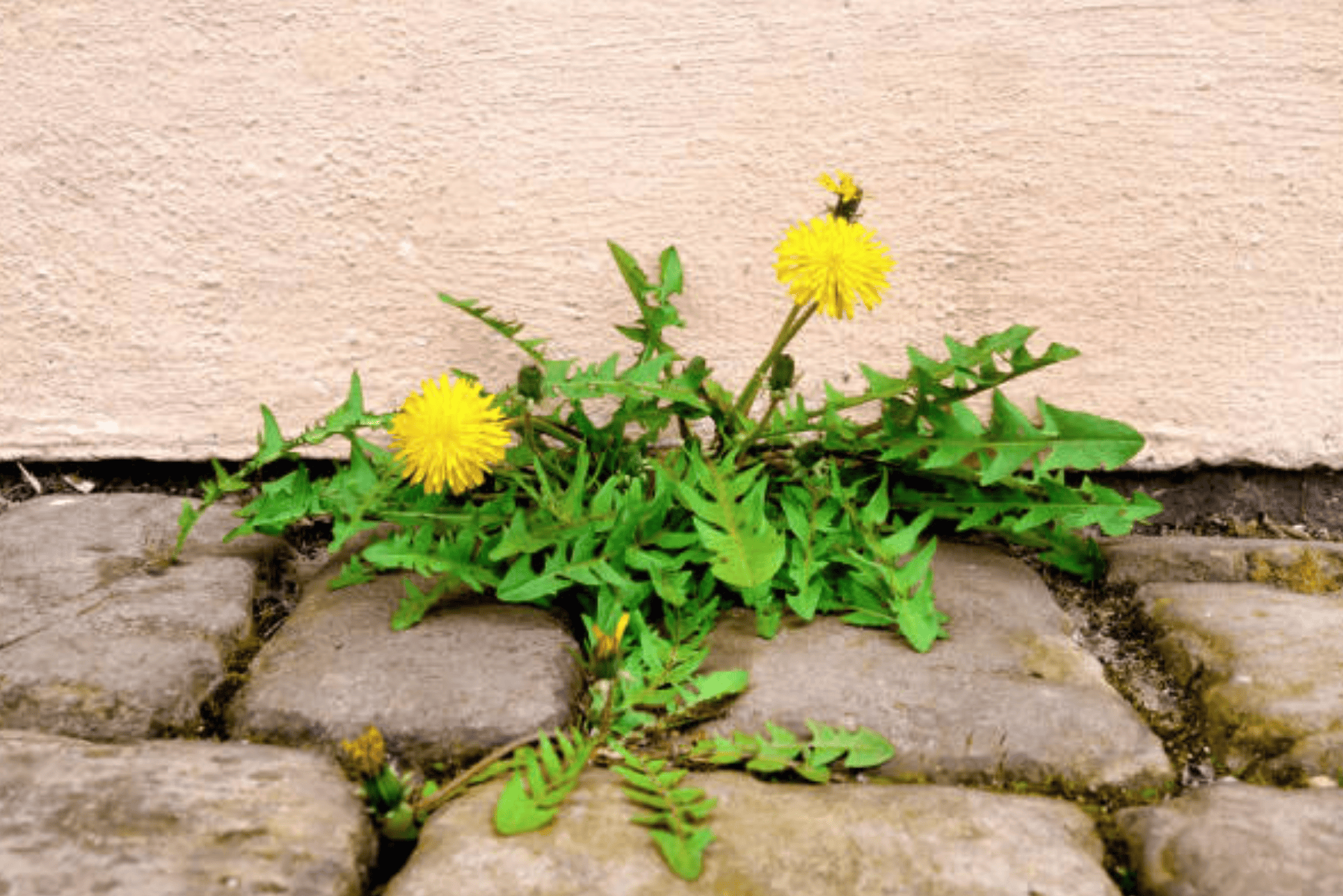 The Dandelion Dilemma: Tackling the Obtrusive Weed in Your Lawn