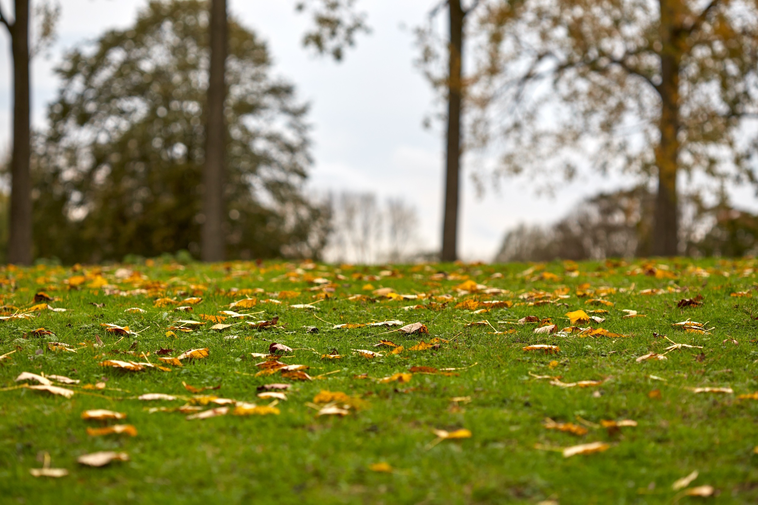 Weed It and Reap: Your Fall Weed Guide