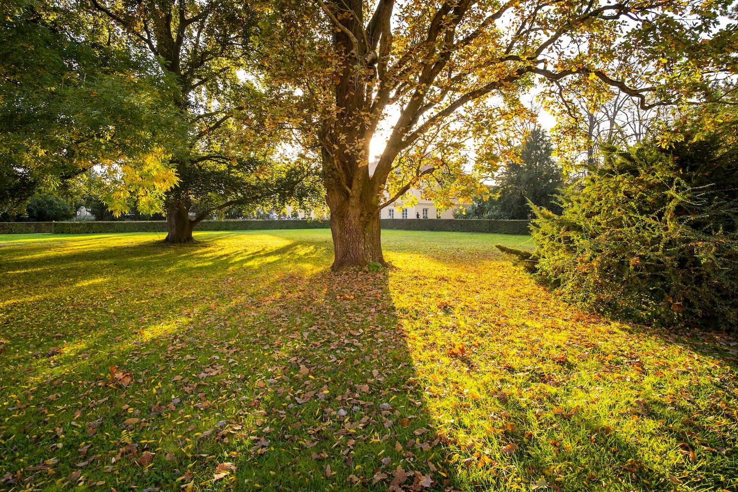 Understanding Lawn Dormancy: What It Is And How To Manage It