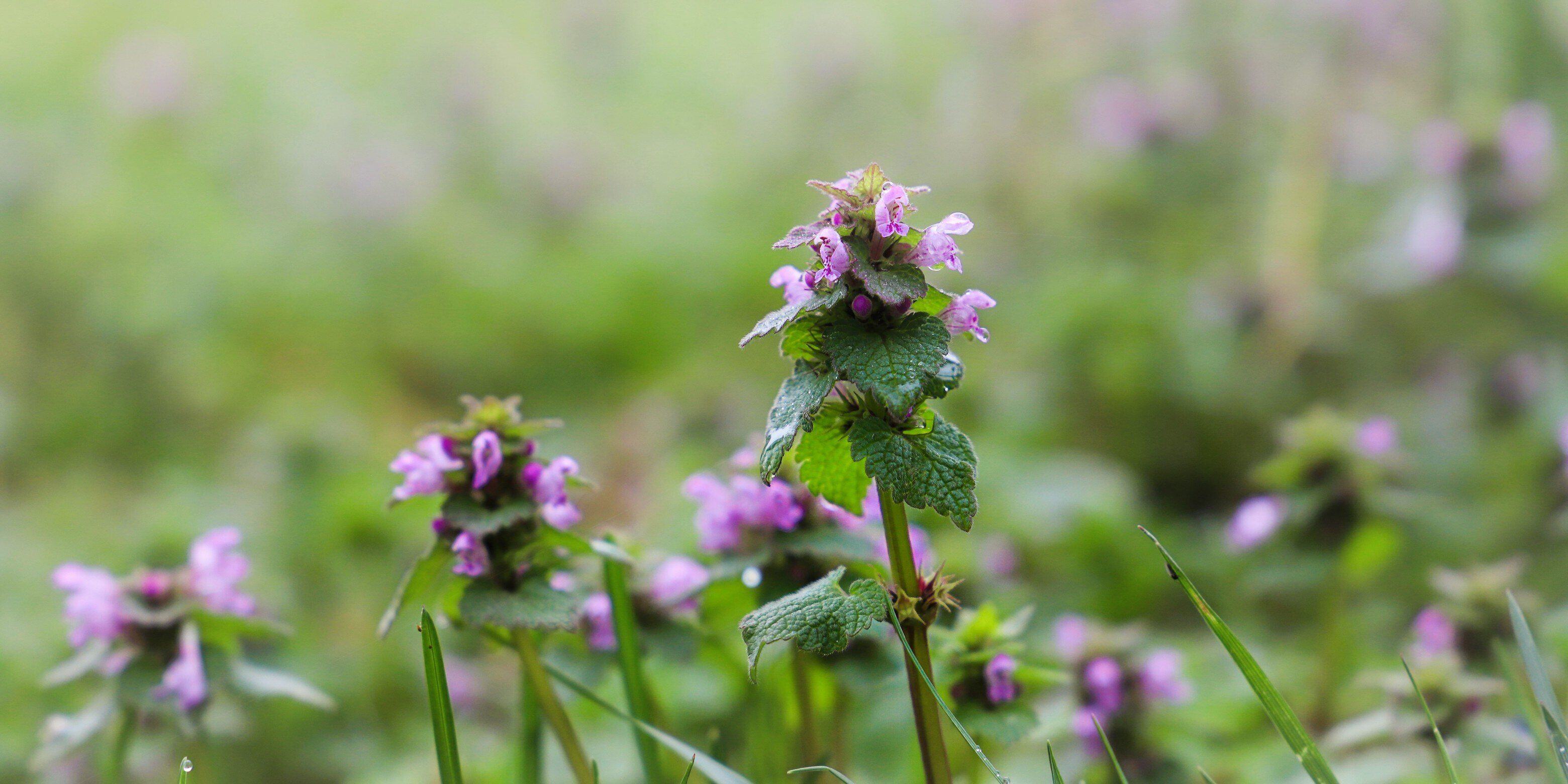 Unraveling the Secrets: Surprising Facts about Henbit Weed