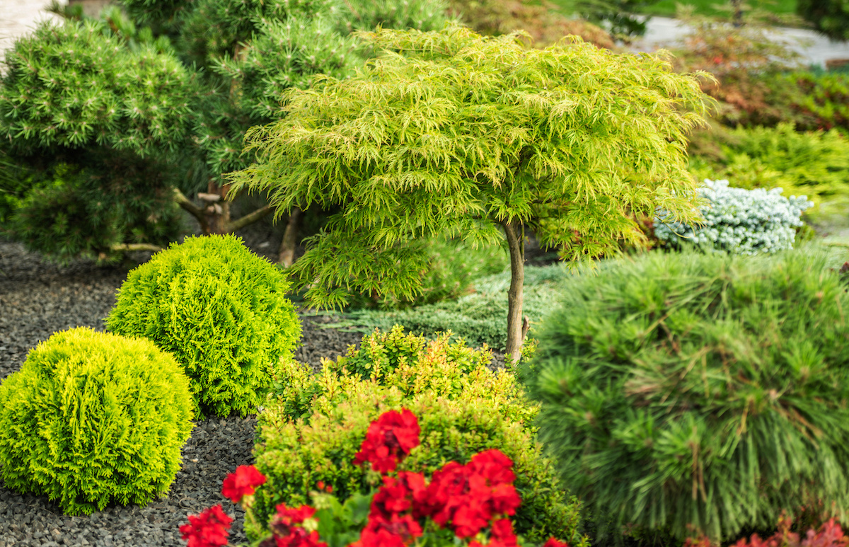 Get Rooted: Fall Secrets for Thriving Trees and Shrubs All Year