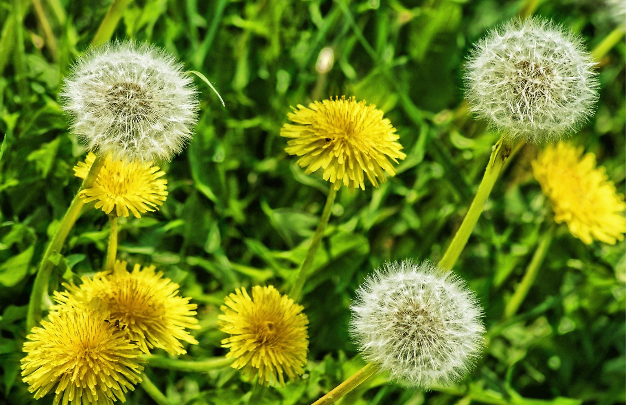 Understanding the Life Cycle of Weeds: A Comprehensive Guide
